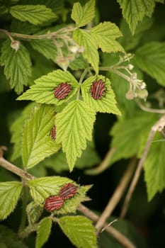 Striped on green