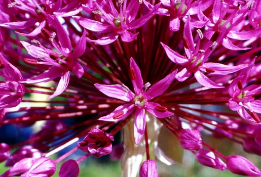 Giant leeks from our garden.-----Scan from slide-----