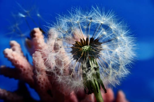 Dandelion vs. Coral