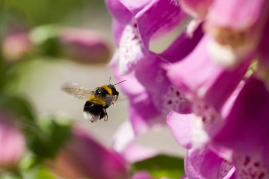 Bumblebee approaching