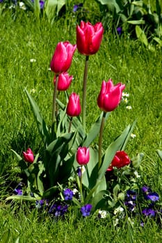 Tulip bed