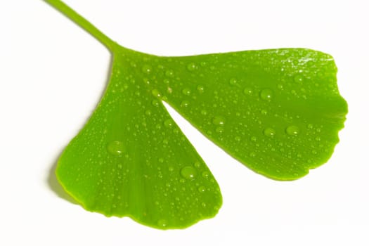 Ginkgo Leaf 4