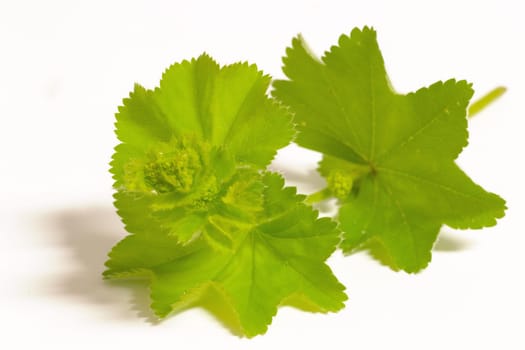 Lady's mantle