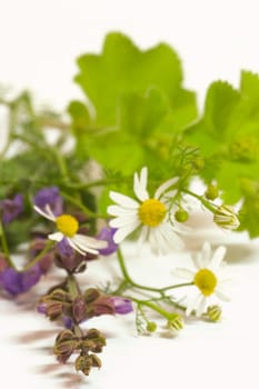Herbs
