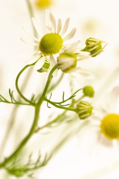 Chamomile flowers