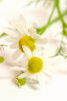 Chamomile flowers 2