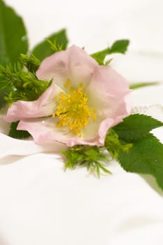 Wild rose