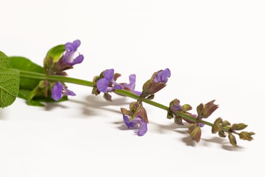 Sage blossom