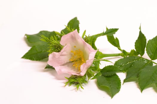 Rose blossom