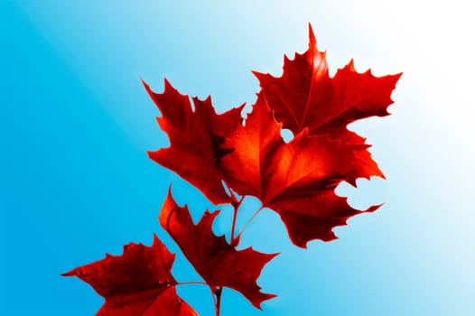 Maple leaves