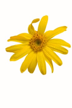 Arnica flower exempted