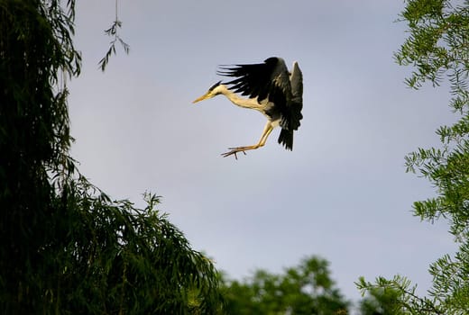 Landing