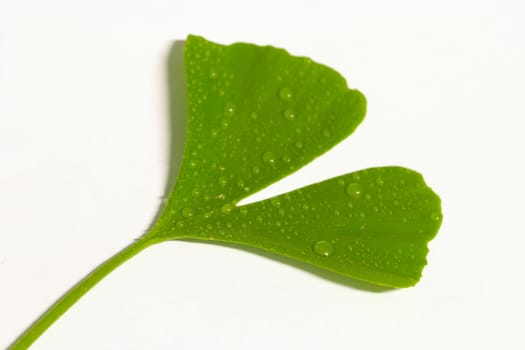 Ginko Leaf 3