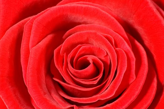 rose without hip without rosehip