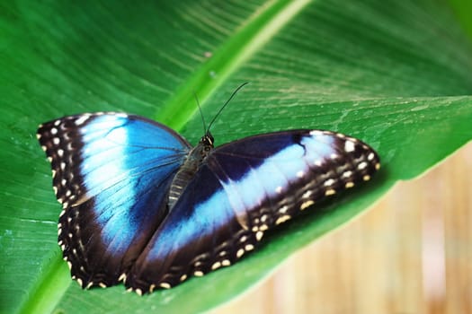 The blue is created by refraction of light