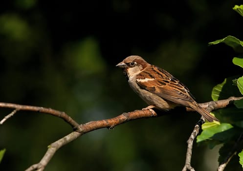 Male