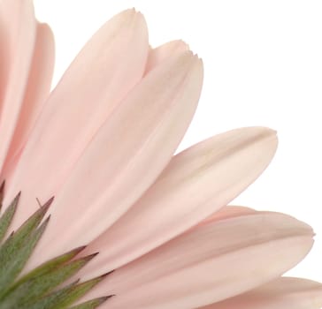 Petals