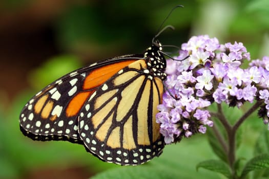 Monarch butterfly