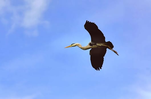 Flight Study