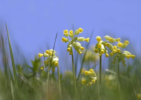 Primroses