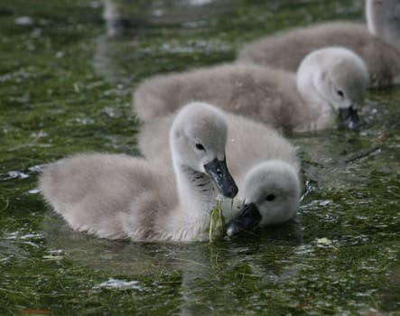Swan cub