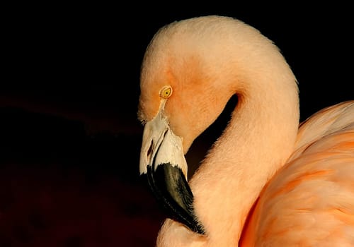 Pensive