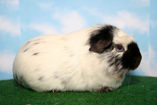 Crested Guinea Pig - Drolly