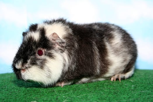 U.S. guinea pig - Nepumuk