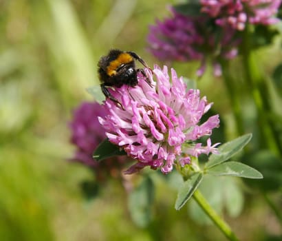 Clover blossom