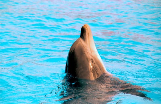 --Scan from negative--Unfortunately,I've never been lucky enough to get a dolphin in freedom close enough in front of the lens that there would have been a meaningful picture.