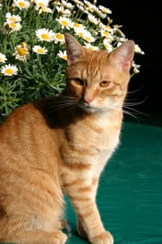 Red tomcat