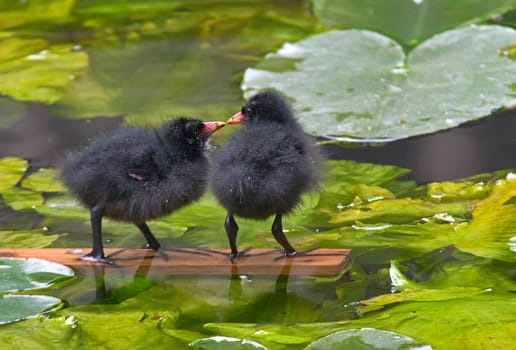 the first kiss