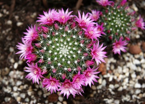 Cactus flowers