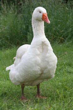 Goose