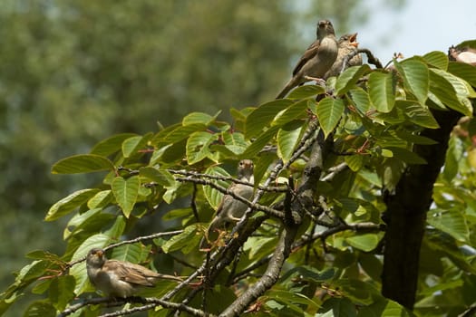 Sparrows (1)