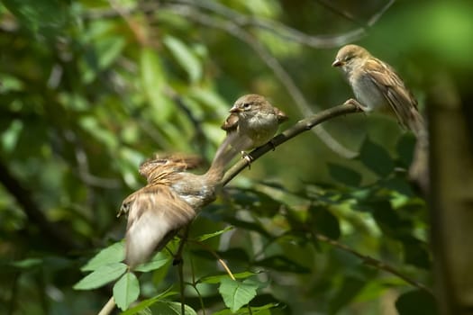 Sparrows (2)