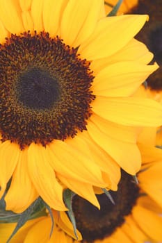 Power of Sunflower