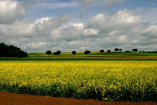 Rapeseed fields