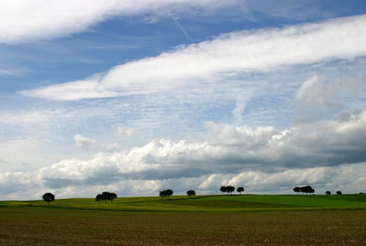 Trees and clouds
