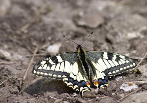 The largest and most conspicuous butterfly in the German-speaking world has a wingspan of up to 7.5 centimeters. It is yellow and black patterned with a blue band and red eyespot on the tail of the hind wing. The long hair of the Vorder