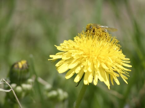 Dusty bee