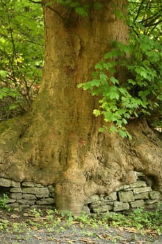 ... or overgrown