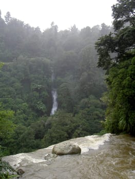 Rainforest