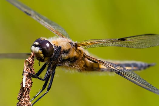 I named him "Bruno"" because he is so cozy and good-natured. He always sits on his cattail and is hardly interested in whether I handle the camera. He lets me get to within 15 cm. I find very nice dragonfly :-"