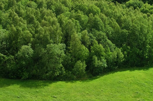 The tree line