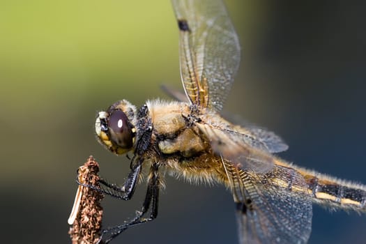 Four-spotted dragonfly