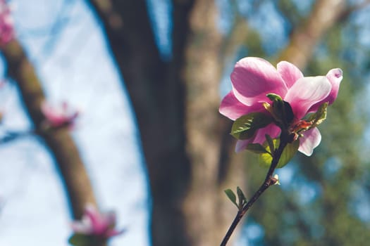 Magnolia