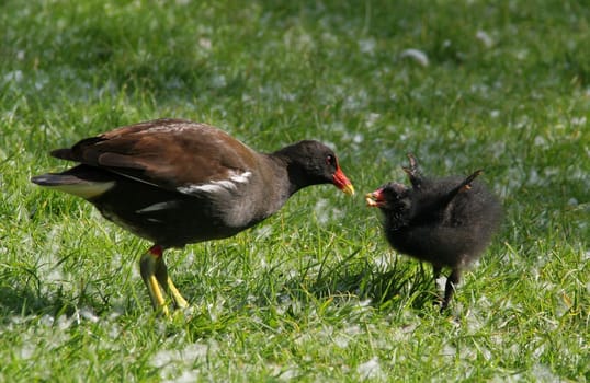 ... this little something demanded its food quite ruthlessly...