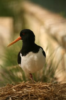 Haematopus ostralegus