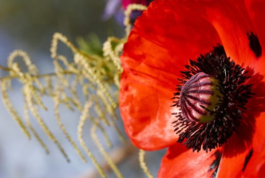 Corn poppy